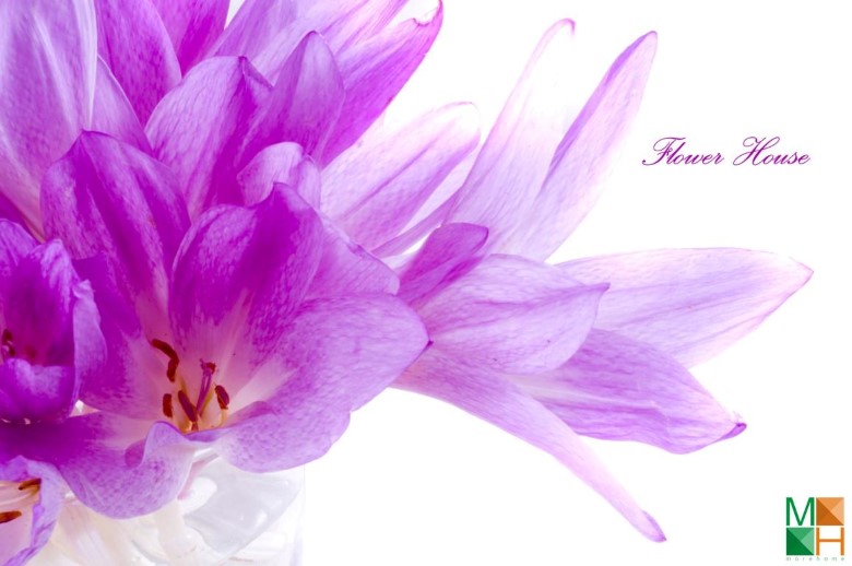 Tranh dán tường Hàn Quốc tại Hà Nội hoa nghệ tây FW - 005